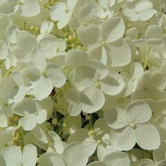 アナベルいかが？の画像