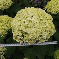 アナベルいかが？の画像