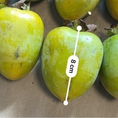 【数量限定】干し柿用　筆柿15個(約2kg)の画像