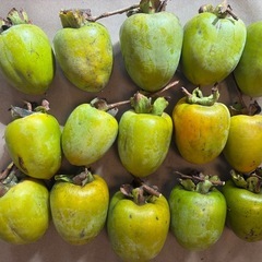 【数量限定】干し柿用　筆柿15個(約2kg)