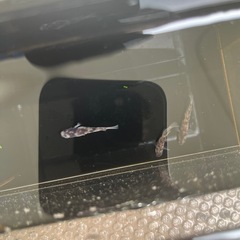 ①上物メダカ(御影)1ペア＋メス の画像