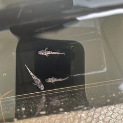 ①上物メダカ(御影)1ペア＋メス の画像