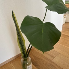 【引き渡し中】【観葉植物】植木鉢２個の画像