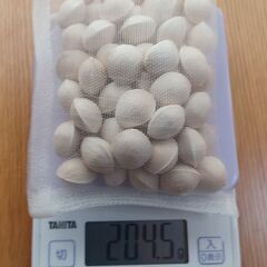 福井のギンナン（銀杏）100ｇ100円の画像