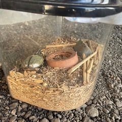 ヘラクレスオオカブトの画像
