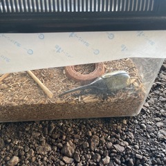 ヘラクレスオオカブトの画像
