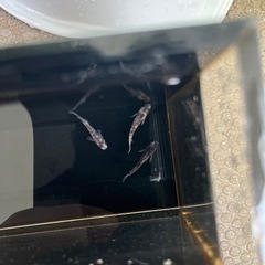 ②上物めだか(御影)1ペア＋オスの画像