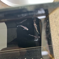 ②上物めだか(御影)1ペア＋オスの画像
