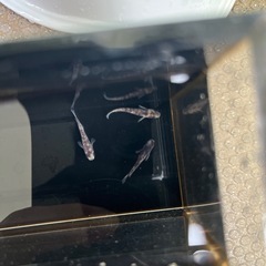 ②上物めだか(御影)1ペア＋オスの画像