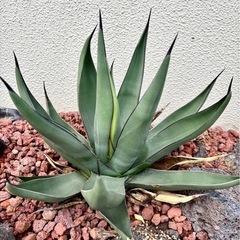 アガベ シャークスキンの画像