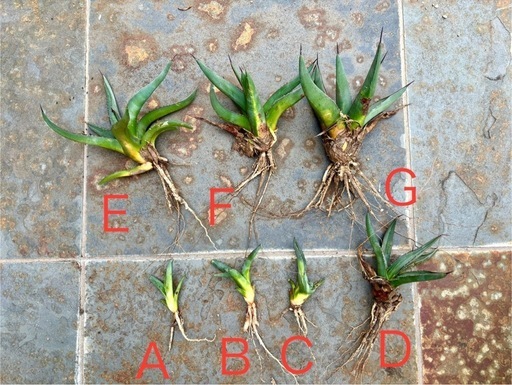 アガベ シャークスキン