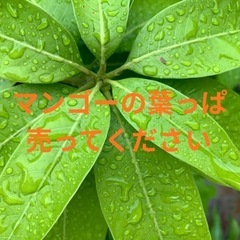 マンゴーの葉っぱ探しています