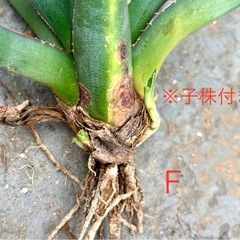 アガベ シャークスキンの画像