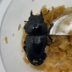 久留米産オオクワガタ　成虫ぺあペアの画像