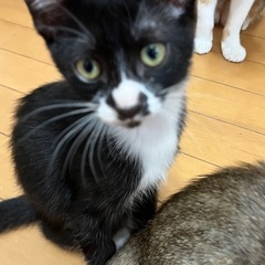 保護猫から5匹のニャンズが生まれました(残り3匹)【4ヶ月半】