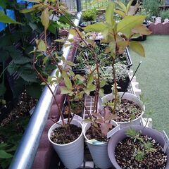 セファランサス　ムーンライトファンタジーの鉢植えの画像