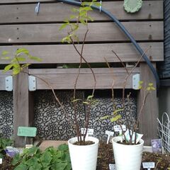 セファランサス　ムーンライトファンタジーの鉢植えの画像