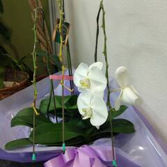 終わりかけの胡蝶蘭差し上げますの画像