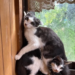 生後半年の野良猫2匹の里親を探してます!!（現在問い合わせがあり...