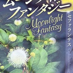 セファランサス　ムーンライトファンタジーの鉢植えの画像