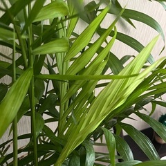 ✨🪴観葉植物★テーブルヤシ🪴の画像