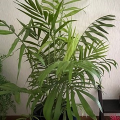 ✨🪴観葉植物★テーブルヤシ🪴の画像