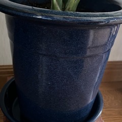 ✨🪴観葉植物★テーブルヤシ🪴の画像