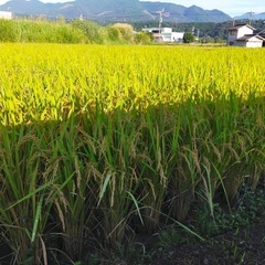⭐️農家直売⭐️令和7年度産　庄内産無農薬ヒノヒカリの画像