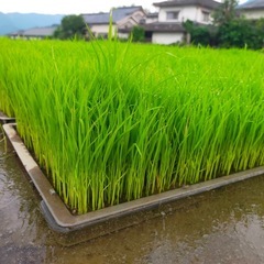 ⭐️農家直売⭐️令和7年度産　庄内産無農薬ヒノヒカリの画像