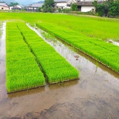 ⭐️農家直売⭐️令和7年度産　庄内産無農薬ヒノヒカリの画像