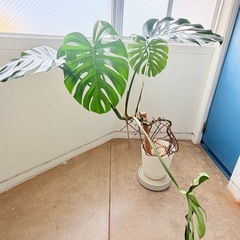 大型モンステラの画像