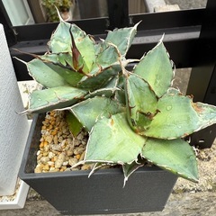 アガベ 多肉植物の画像