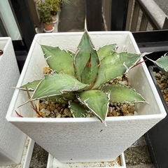 アガベ 多肉植物の画像