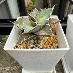 アガベ 多肉植物の画像