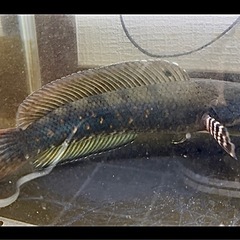 🐟チャンナプルクラ×1匹の画像