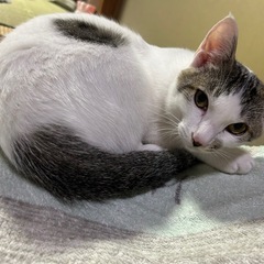 ツンデレのイケメン白キジくん！