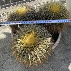 サボテン　金鯱　3個セット
の画像