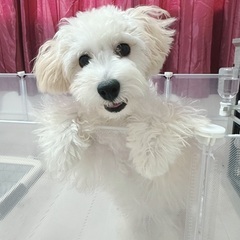 マルプー 男の子♡