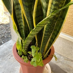 サンスベリア！日々草！オキザリス寄植えの画像