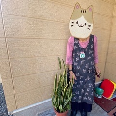 サンスベリア！日々草！オキザリス寄植えの画像