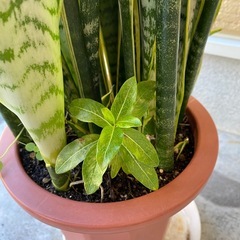 サンスベリア！日々草！オキザリス寄植えの画像