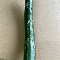 野菜　訳ありきゅうり🥒　3kg以上　約25本の画像