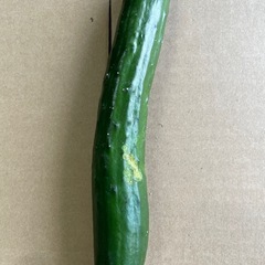 21日昼過ぎまで　野菜　訳ありきゅうり🥒　30kg以上　約25本の画像
