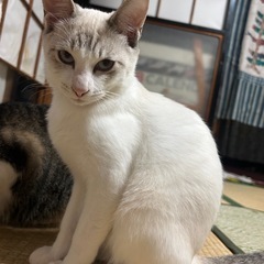 頭の模様がかわいいシャム風の男の子！