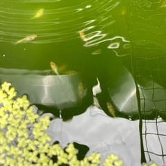 【今月最終SALE‼️】夜桜、夜桜ゴールド🌸12匹　若魚　メダカ　めだかの画像
