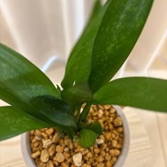サンスベリアトラノオ（ローレンティ鉢植えの画像