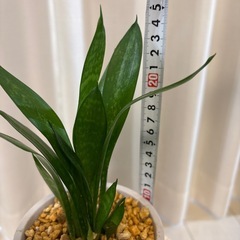 サンスベリアトラノオ（ローレンティ鉢植えの画像