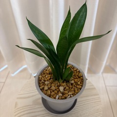 サンスベリアトラノオ（ローレンティ鉢植えの画像