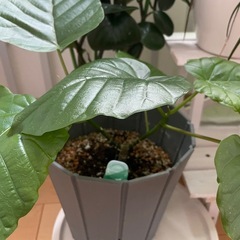 ウベラタの画像
