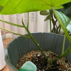 ウベラタの画像